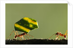Leafcutter Ants, Costa Rica by Anonymous