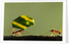 Leafcutter Ants, Costa Rica by Anonymous