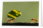 Leafcutter Ants, Costa Rica by Anonymous