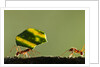 Leafcutter Ants, Costa Rica by Anonymous