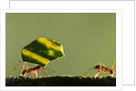 Leafcutter Ants, Costa Rica by Anonymous