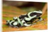 Poison Dart Frog, Costa Rica by Anonymous