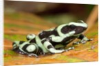 Poison Dart Frog, Costa Rica by Anonymous