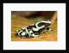 Poison Dart Frog, Costa Rica by Anonymous