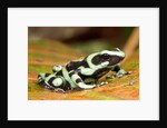 Poison Dart Frog, Costa Rica by Anonymous