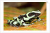Poison Dart Frog, Costa Rica by Anonymous