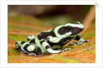 Poison Dart Frog, Costa Rica by Anonymous