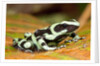 Poison Dart Frog, Costa Rica by Anonymous