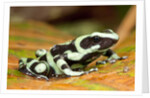 Poison Dart Frog, Costa Rica by Anonymous