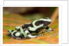 Poison Dart Frog, Costa Rica by Anonymous