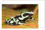 Poison Dart Frog, Costa Rica by Anonymous