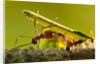 Leafcutter Ants, Costa Rica by Anonymous