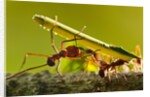 Leafcutter Ants, Costa Rica by Anonymous