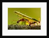 Leafcutter Ants, Costa Rica by Anonymous