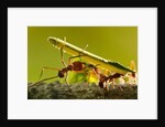 Leafcutter Ants, Costa Rica by Anonymous