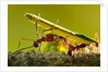 Leafcutter Ants, Costa Rica by Anonymous