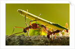Leafcutter Ants, Costa Rica by Anonymous