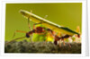 Leafcutter Ants, Costa Rica by Anonymous