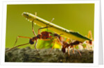 Leafcutter Ants, Costa Rica by Anonymous