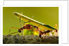 Leafcutter Ants, Costa Rica by Anonymous