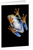 Red Eyed Tree Frog, Costa Rica by Anonymous