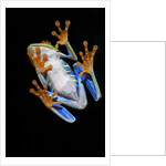 Red Eyed Tree Frog, Costa Rica by Anonymous