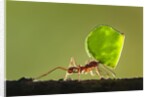 Leafcutter Ant, Costa Rica by Anonymous