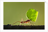 Leafcutter Ant, Costa Rica by Anonymous