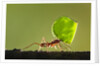 Leafcutter Ant, Costa Rica by Anonymous