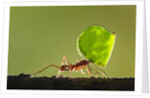 Leafcutter Ant, Costa Rica by Anonymous