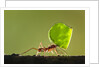 Leafcutter Ant, Costa Rica by Anonymous