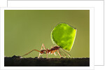 Leafcutter Ant, Costa Rica by Anonymous
