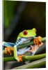 Red Eyed Tree Frog, Costa Rica by Anonymous