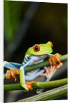 Red Eyed Tree Frog, Costa Rica by Anonymous