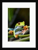 Red Eyed Tree Frog, Costa Rica by Anonymous
