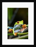 Red Eyed Tree Frog, Costa Rica by Anonymous