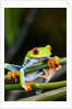 Red Eyed Tree Frog, Costa Rica by Anonymous