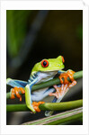 Red Eyed Tree Frog, Costa Rica by Anonymous