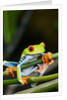 Red Eyed Tree Frog, Costa Rica by Anonymous