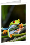 Red Eyed Tree Frog, Costa Rica by Anonymous