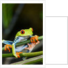 Red Eyed Tree Frog, Costa Rica by Anonymous