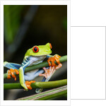 Red Eyed Tree Frog, Costa Rica by Anonymous