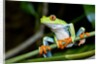 Red Eyed Tree Frog, Costa Rica by Anonymous