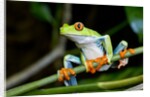Red Eyed Tree Frog, Costa Rica by Anonymous