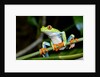 Red Eyed Tree Frog, Costa Rica by Anonymous