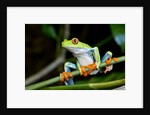 Red Eyed Tree Frog, Costa Rica by Anonymous