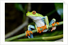 Red Eyed Tree Frog, Costa Rica by Anonymous