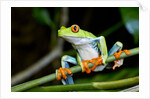 Red Eyed Tree Frog, Costa Rica by Anonymous