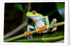 Red Eyed Tree Frog, Costa Rica by Anonymous