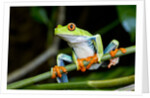 Red Eyed Tree Frog, Costa Rica by Anonymous